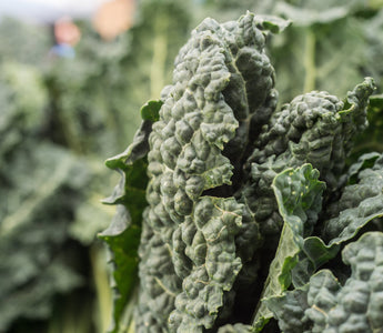 Cavalo nero