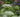 10 Great Perennials To Grow For Cutting