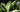 Growing hostas, and protecting hostas from slugs and snails