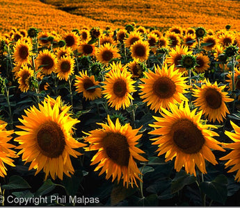 Better Colour Shots Without Making Your Work Look Like a Bad Acid Trip