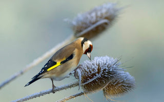 What To feed Wild Birds In Winter