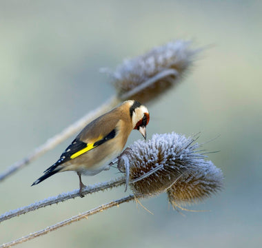 What To feed Wild Birds In Winter