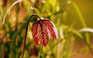 How to Instantly Give your Garden some Life at this time of Year