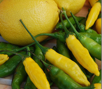 Growing Chillies