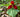 How to grow trilliums