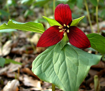 How to grow trilliums