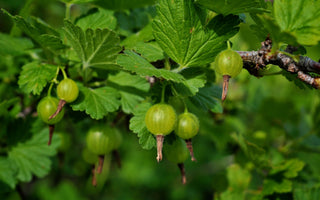How to Prune Soft Fruit