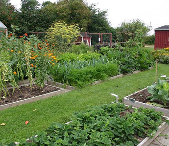 Vegetable Gardening: Understanding Crop Rotation
