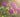 I Grow Photos