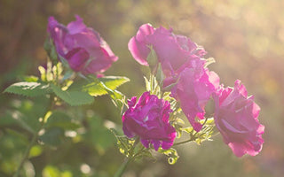 I Grow Photos