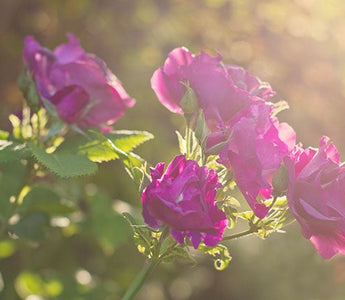 I Grow Photos