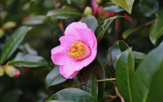 Flowers that defy the Frost