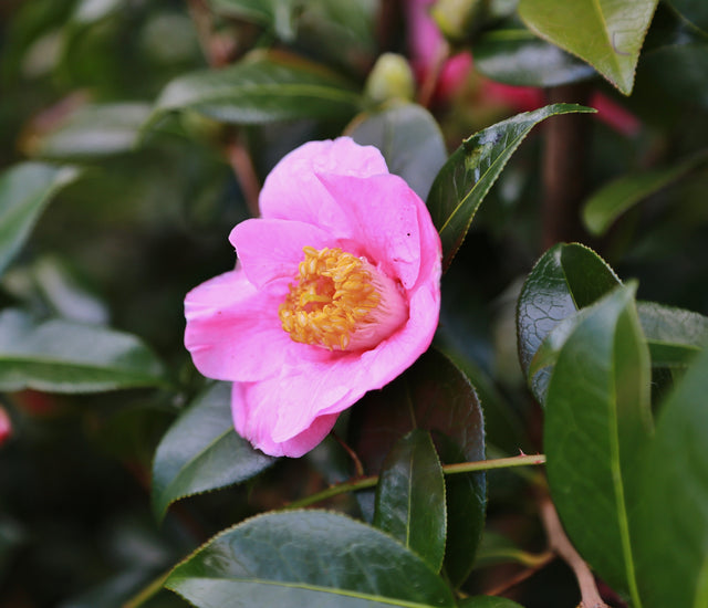 Flowers that defy the Frost Learning with Experts Staging