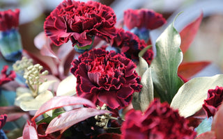 Give the gift of learning online to a gardening enthusiast
