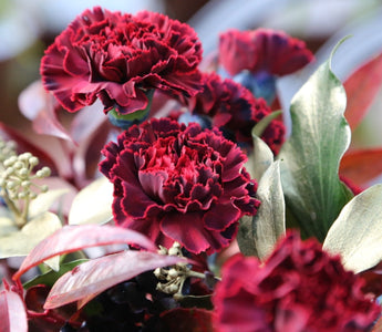 Give the gift of learning online to a gardening enthusiast