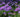 Six of the best perennials to grow in 2015