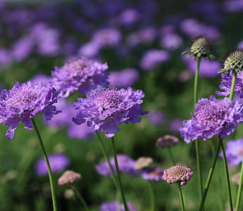 Six of the best perennials to grow in 2015