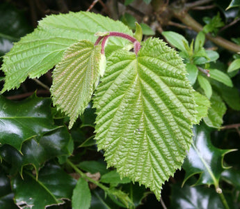 Natural hedging for wildlife