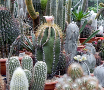 A Passion For Cacti & Succulents