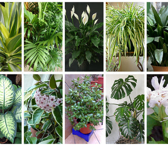 What Are The 10 Best Houseplants?