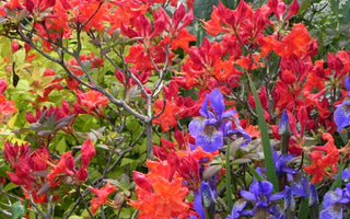 Deciduous azaleas: the loveliest of the rhododendrons