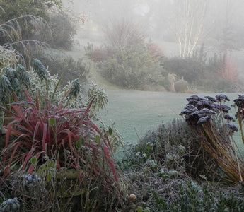 How to avoid frost damage in your garden