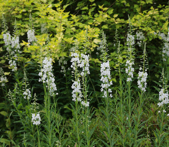 Light, airy and lovely perennials