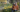 Episode 9: Spring Bulbs with Dr. Noel Kingsbury