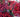 Christmas Floral decoration: what’s around?