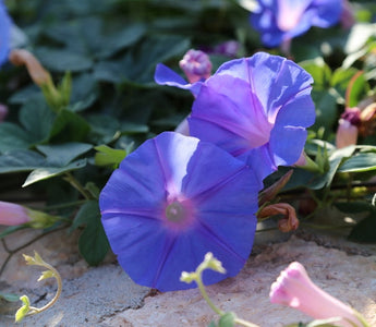 What to plant for a Mediterranean look