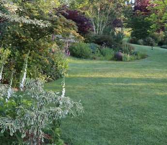 A better lawn without chemicals