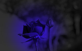 The much sought after blue rose will go on sale in the America and Canada from November.