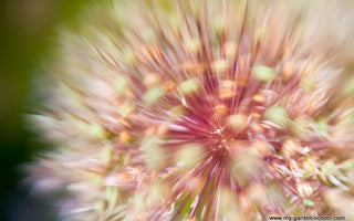 Fireworks in the border; Nerines, Kniphofias, Salvias - late fall flowers to add sparkle!