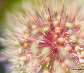Fireworks in the border; Nerines, Kniphofias, Salvias - late fall flowers to add sparkle!