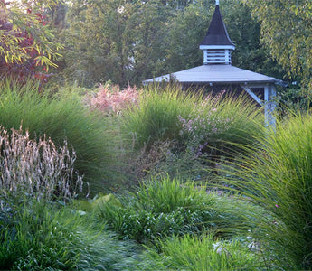 Garden Ideas:  Designing with ornamental grasses