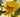Tropical Water Lilies And The Sacred Lotus
