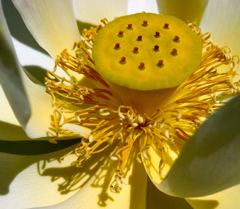 Tropical Water Lilies And The Sacred Lotus