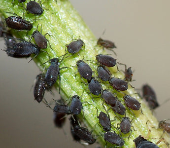 How To Control Aphids & Other Garden Pests Naturally