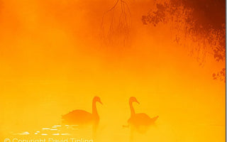 Mist Opportunities