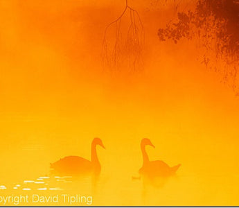 Mist Opportunities