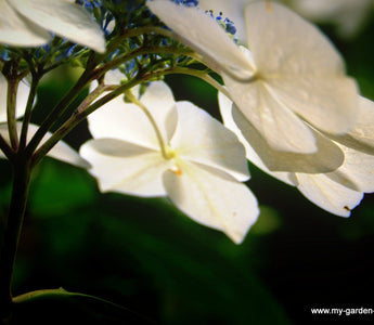 Simple, sophisticated and calming: white flowers and white variegated foliage