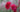 Adding colour with Summer flowering bulbs