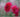 Adding colour with Summer flowering bulbs