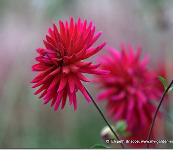 Adding colour with Summer flowering bulbs