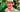 The Top 100 Gardening Questions answered. &ndash; Part 3 Questions 21 &ndash; 30
