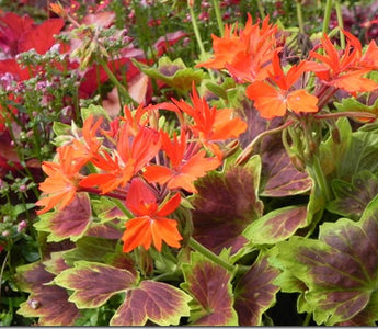 Summer colour in containers; the best of seasonal bedding