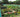 The Allotment Movement