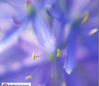Lensbaby: How Not To Shoot Sharp Pictures