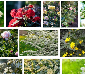 The Great British Garden Revival:  Bring Back Shrubs!