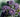 Purple sprouting broccoli